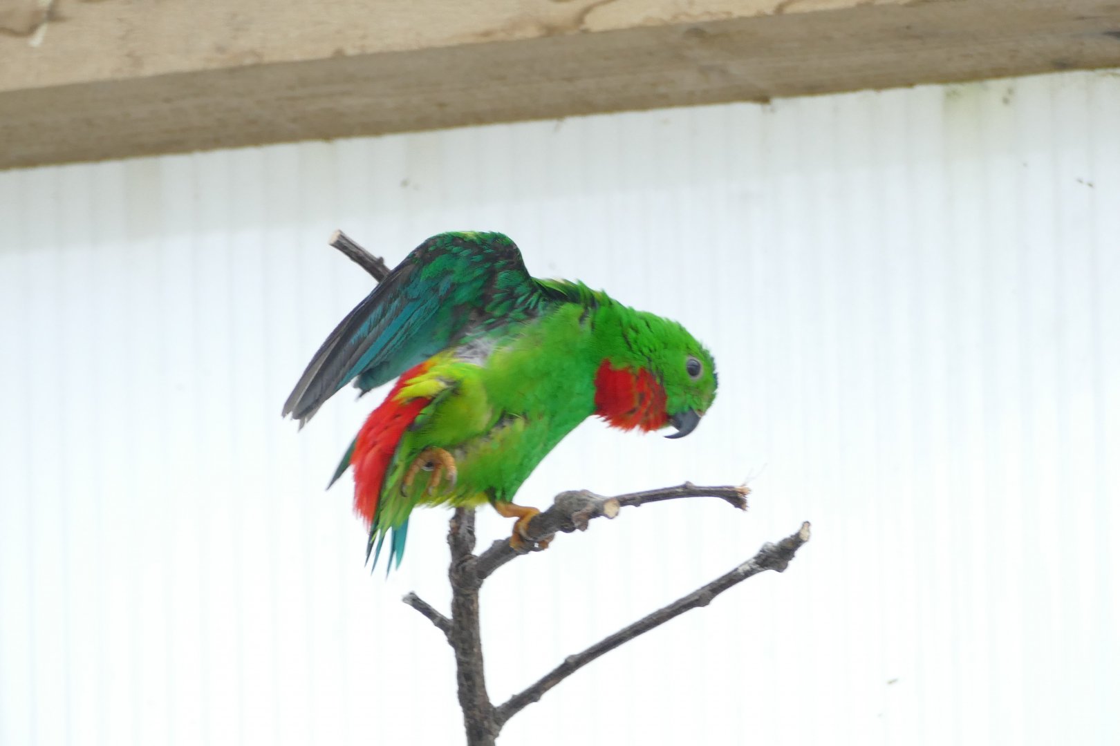 Blue-crowned hanging parrot, April 2018