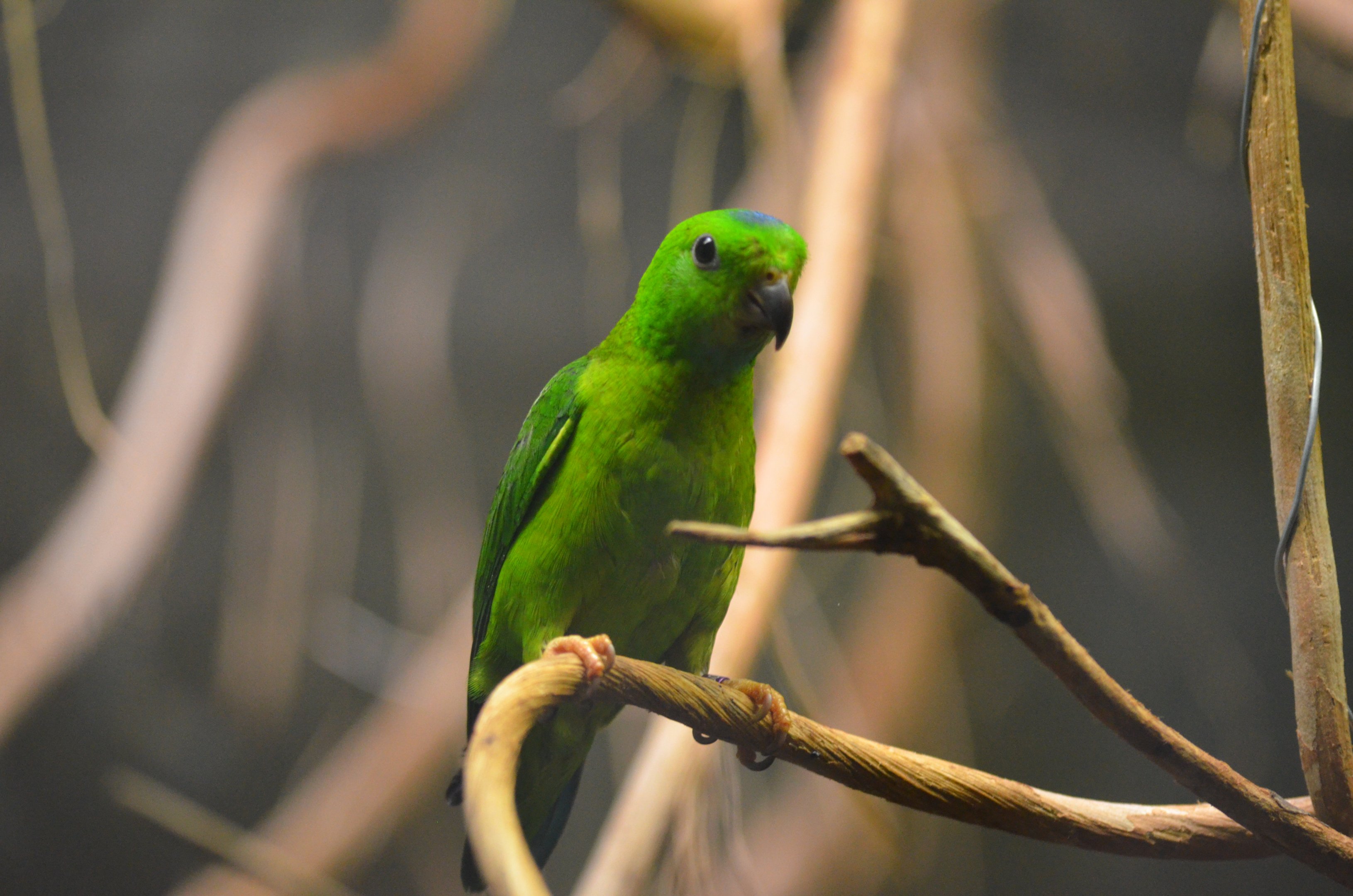 Blue-crowned Hanging Parrot at Voliere Zurich (Mythenquai), 13/09/16