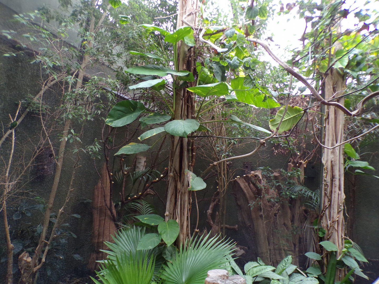 Blue-crowned hanging parrot aviary in ROTRA 29.6.24