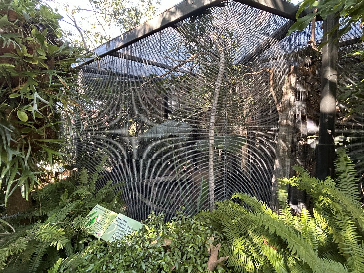 Blue-crowned Hanging Parrot Aviary