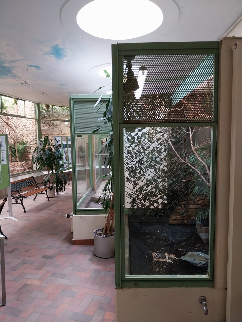 Blue-crowned hanging parrot aviary
