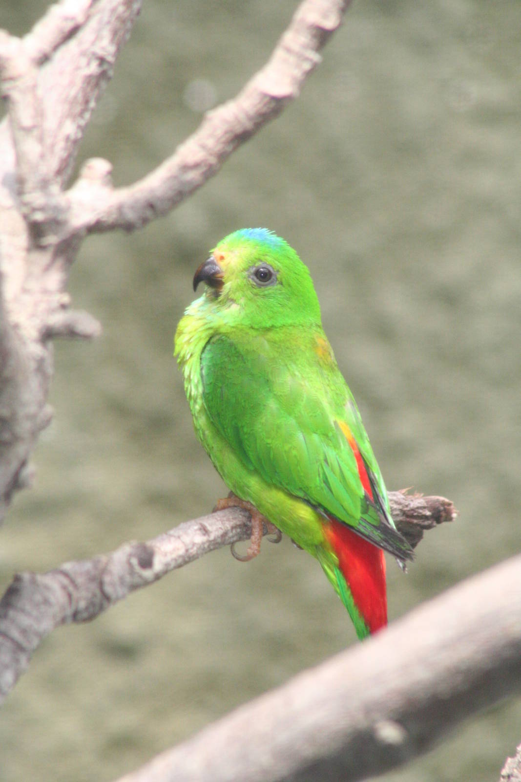 Blue-crowned Hanging Parrot @ Chester; 10.07.2015