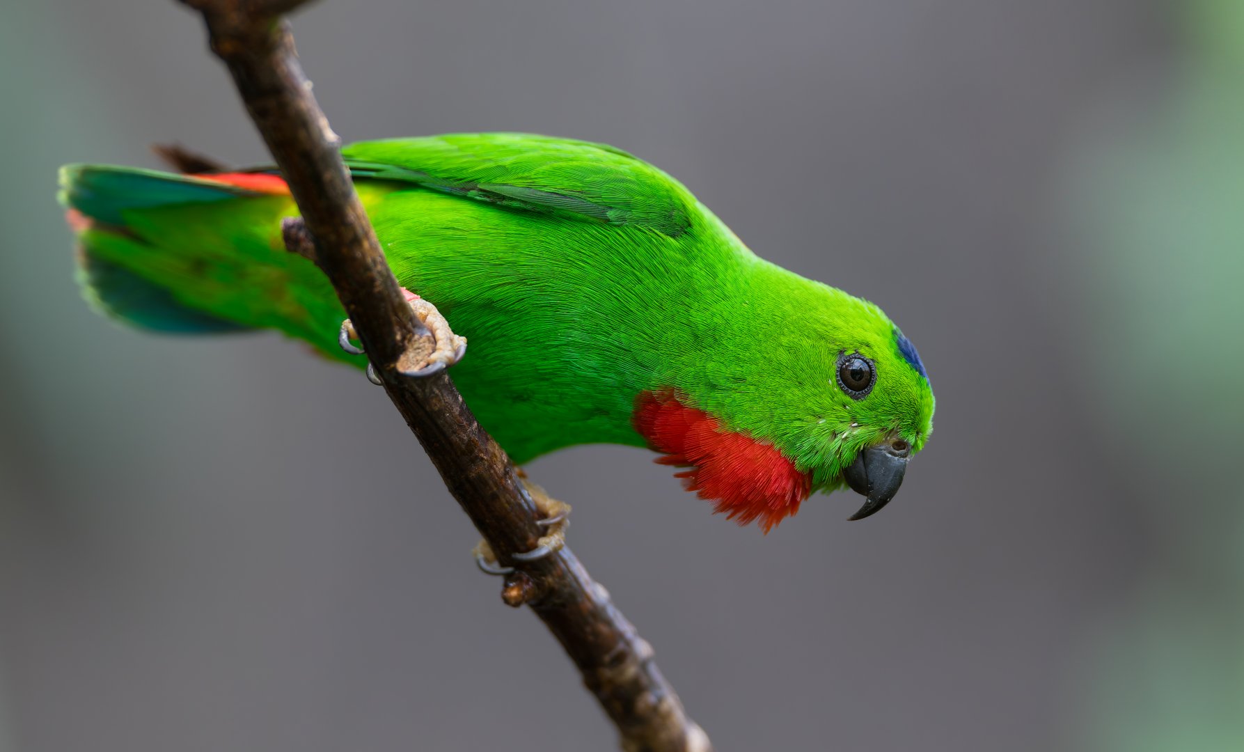 Blue Crowned Hanging Parrot, Chester, UK