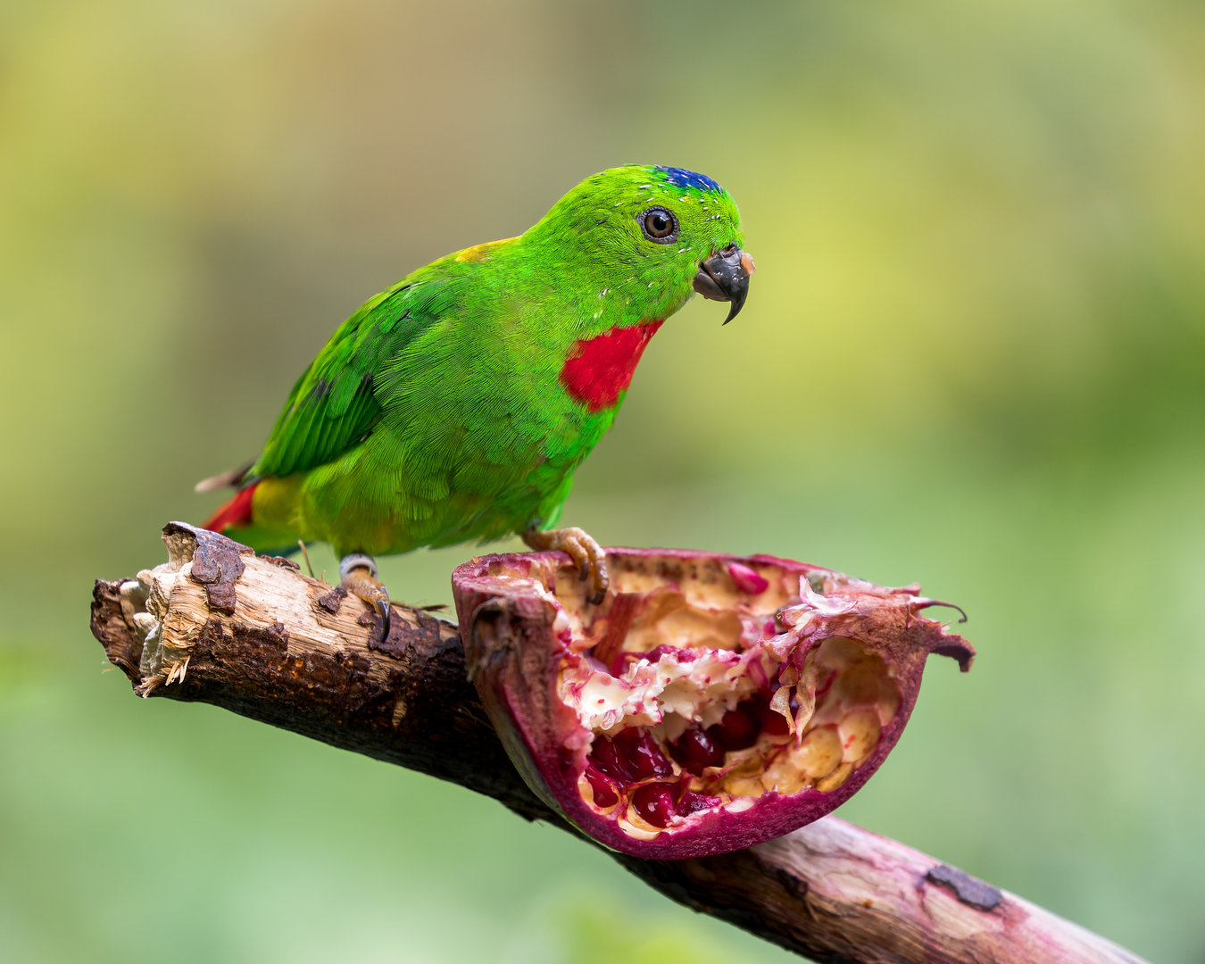 Blue-crowned Hanging Parrot / Chester Zoo / 9-9-22