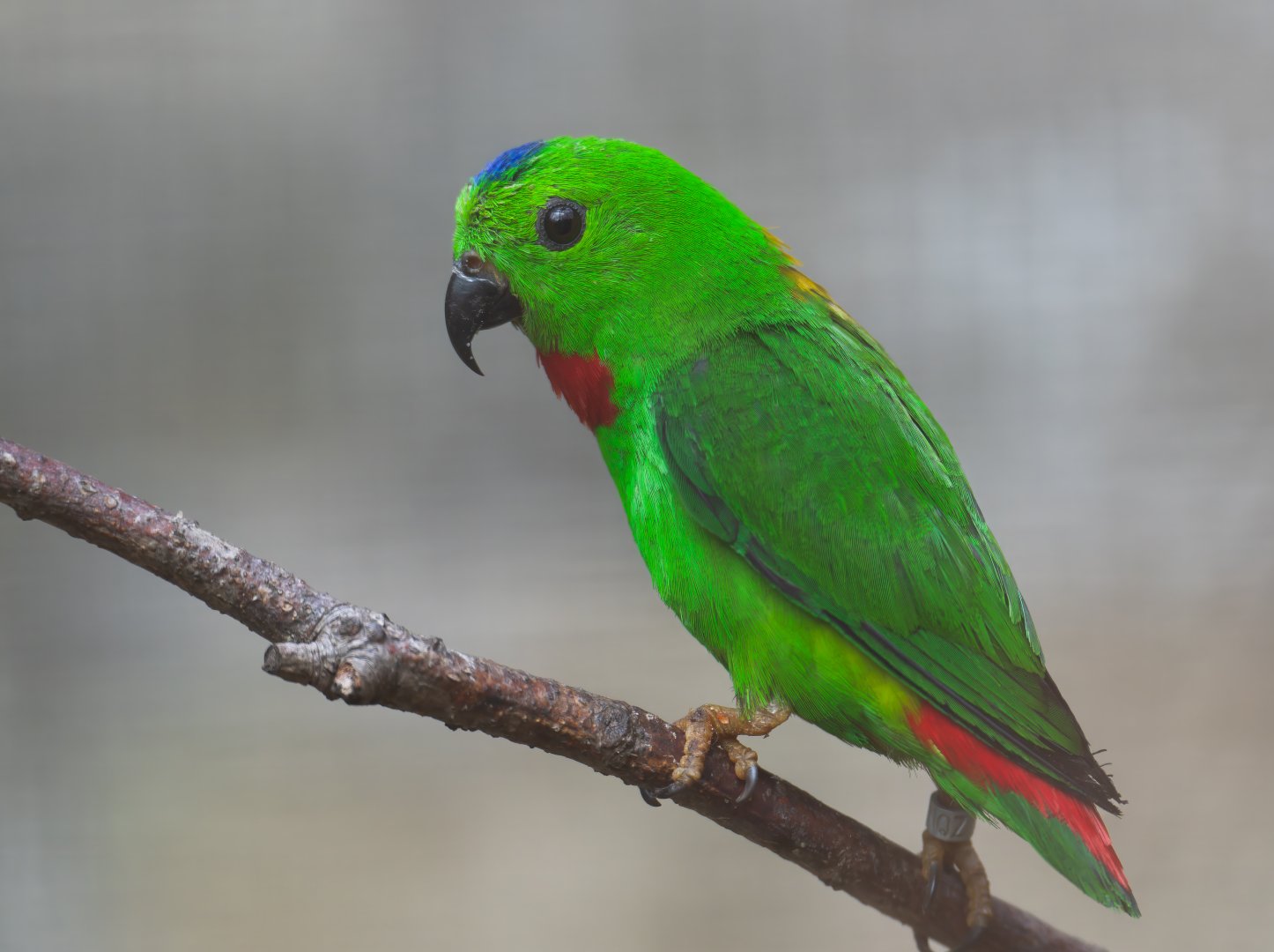 Blue crowned hanging parrot, CWP, UK