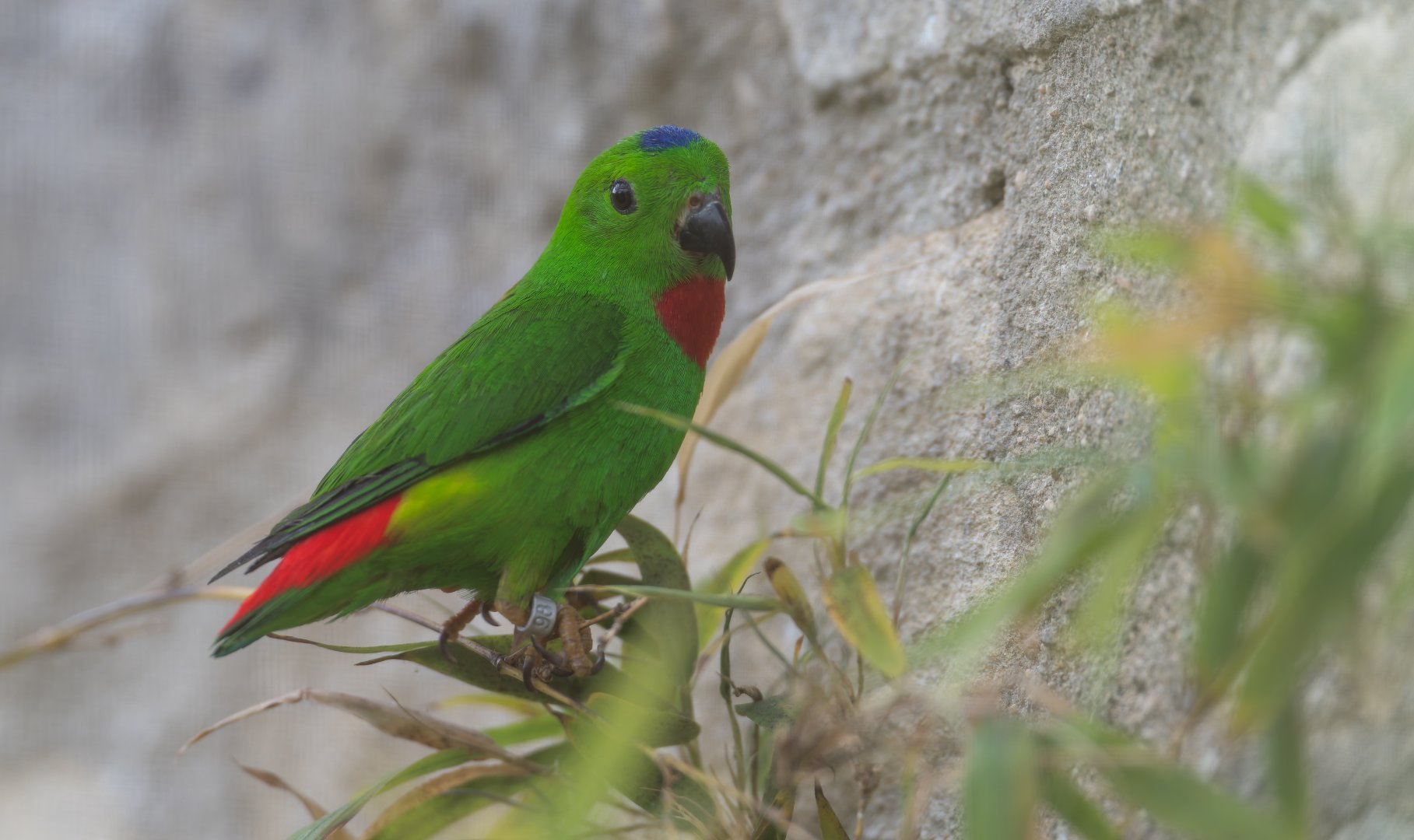 Blue Crowned Hanging Parrot, CWP, UK