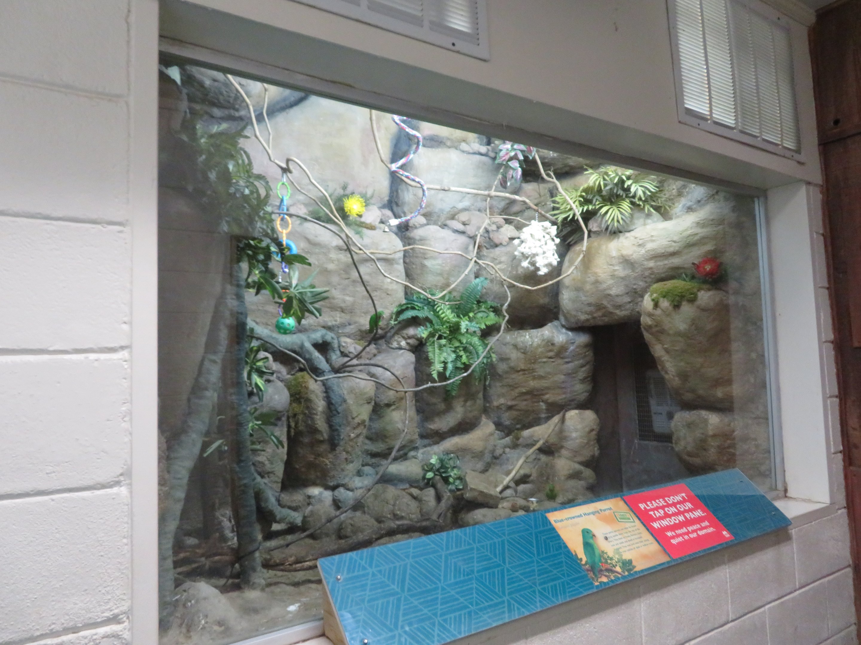 Blue-crowned Hanging Parrot Exhibit