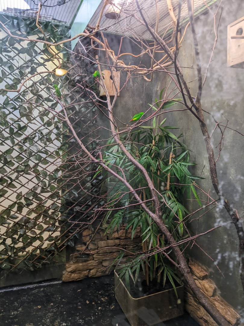 Blue-Crowned Hanging Parrot Exhibit