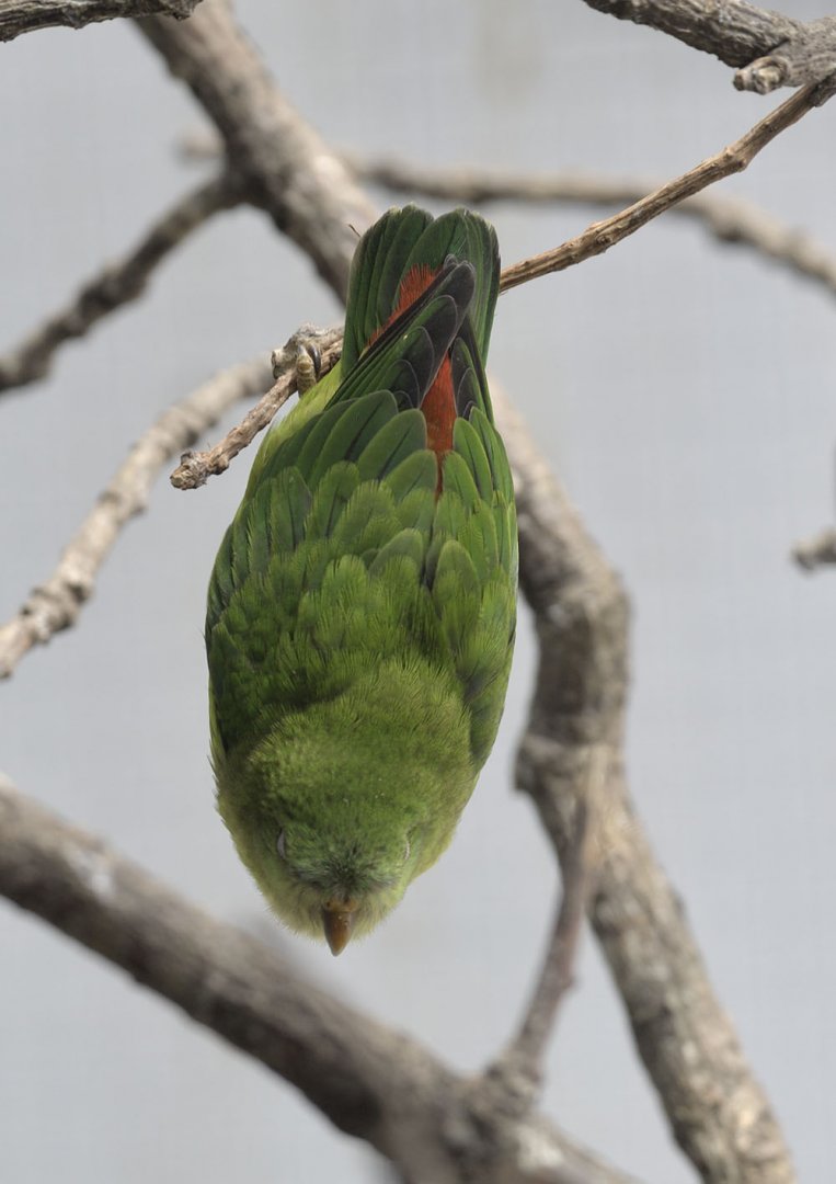 Blue-crowned hanging parrot, hanging