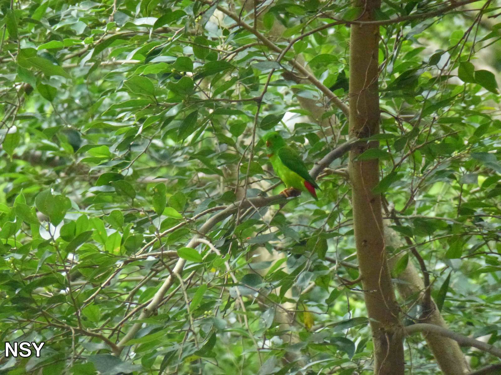 Blue-crowned hanging parrot, June 2013.