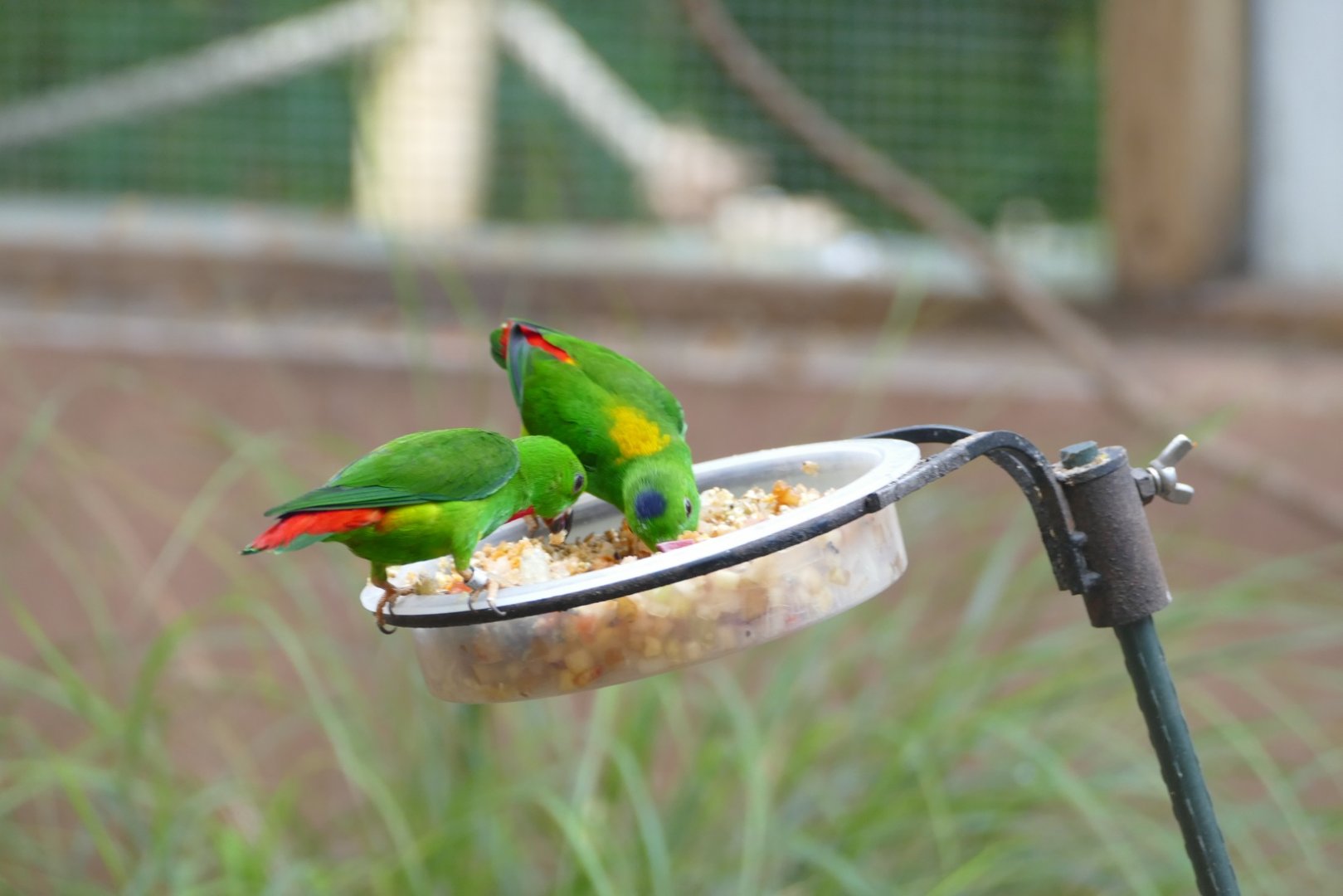 Blue-crowned hanging parrot, June 2022