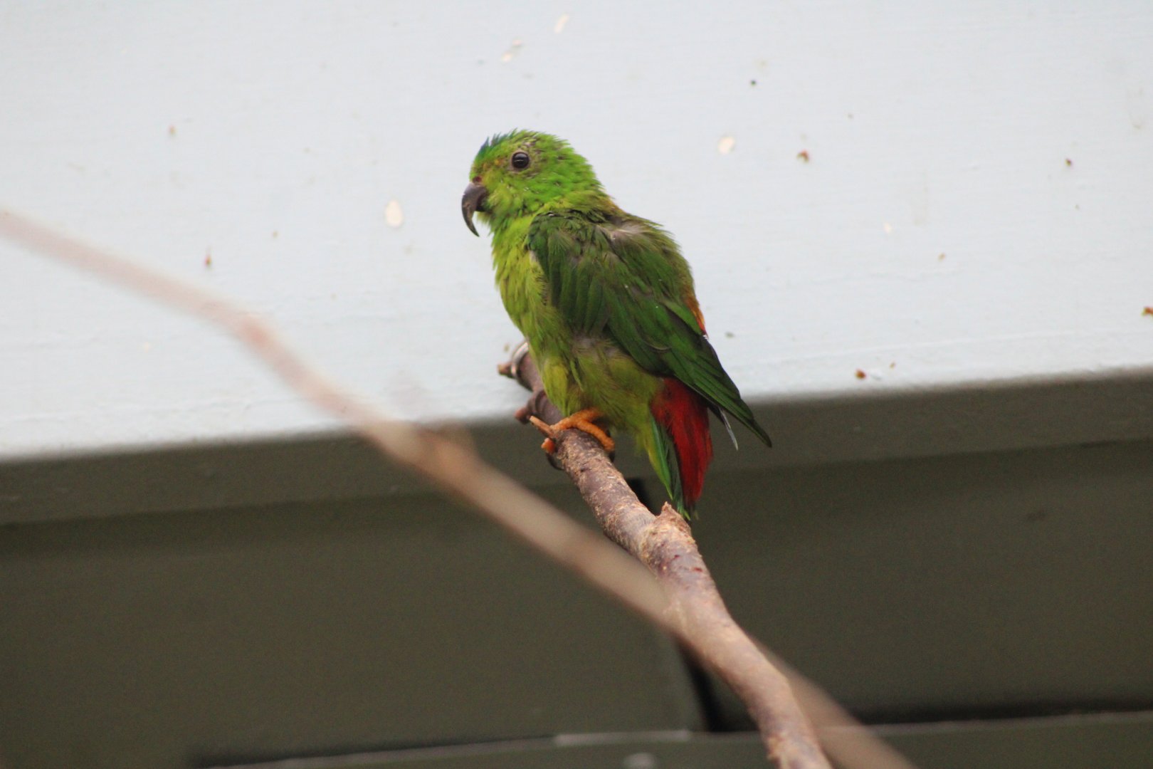 Blue-Crowned Hanging Parrot (L. galgulus)