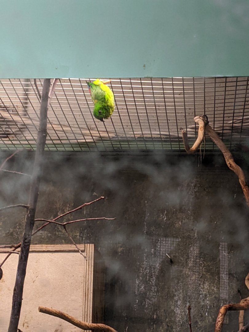 Blue-crowned hanging parrot living up to its name