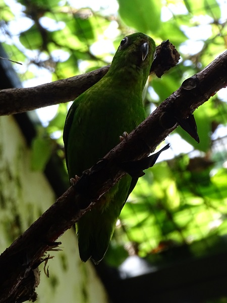 Blue-crowned hanging parrot (Loriculus galgulus) (04/22)
