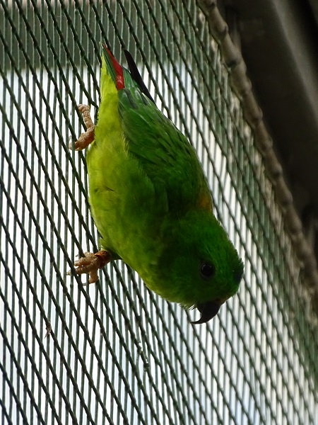 Blue-crowned hanging parrot (Loriculus galgulus) (07/22)