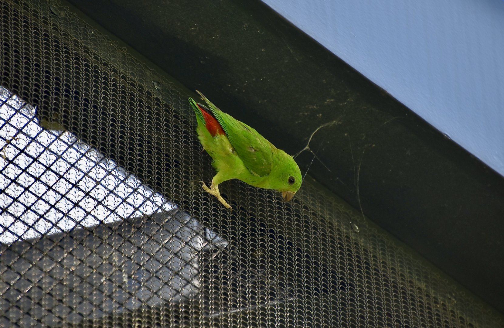 Blue-Crowned Hanging-Parrot (Loriculus galgulus) female - wild