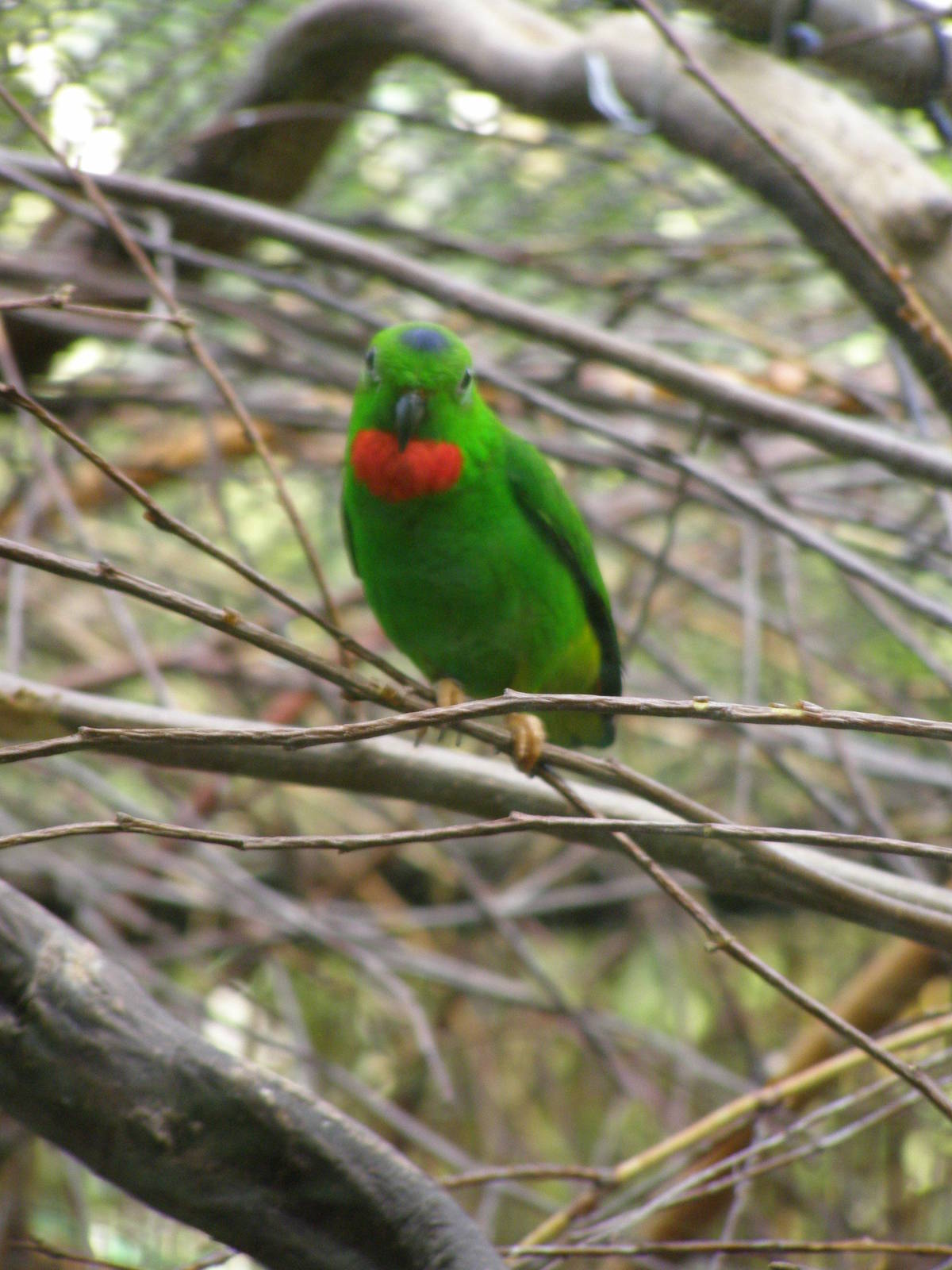 blue-crowned hanging parrot (Loriculus galgulus)