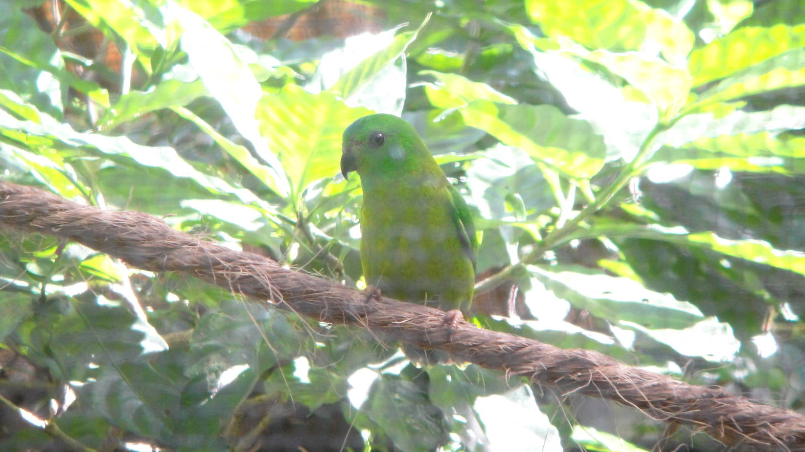 Blue Crowned Hanging Parrot (Loriculus galgulus)