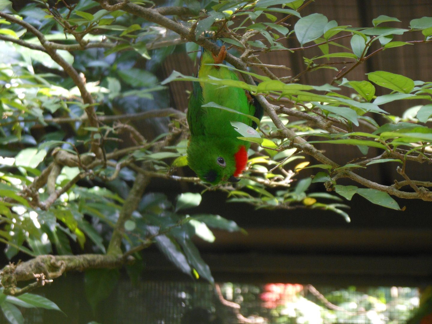 Blue-crowned Hanging Parrot (Loriculus galgulus)