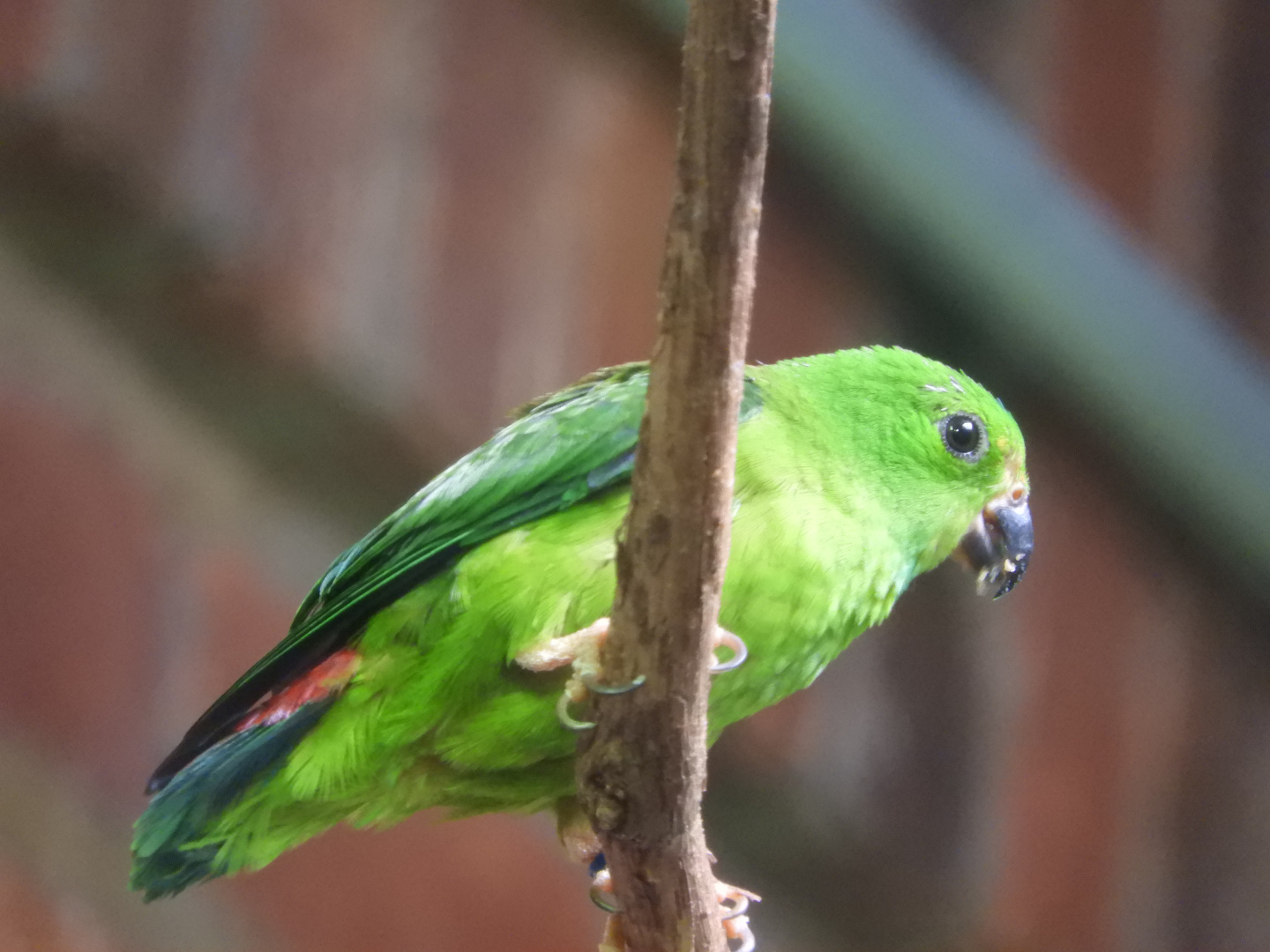 Blue-crowned Hanging Parrot (Loriculus galgulus)