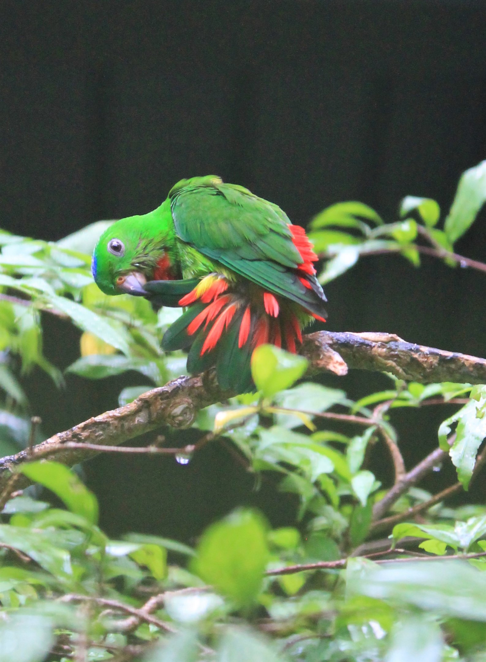 Blue-crowned Hanging Parrot (Loriculus galgulus)