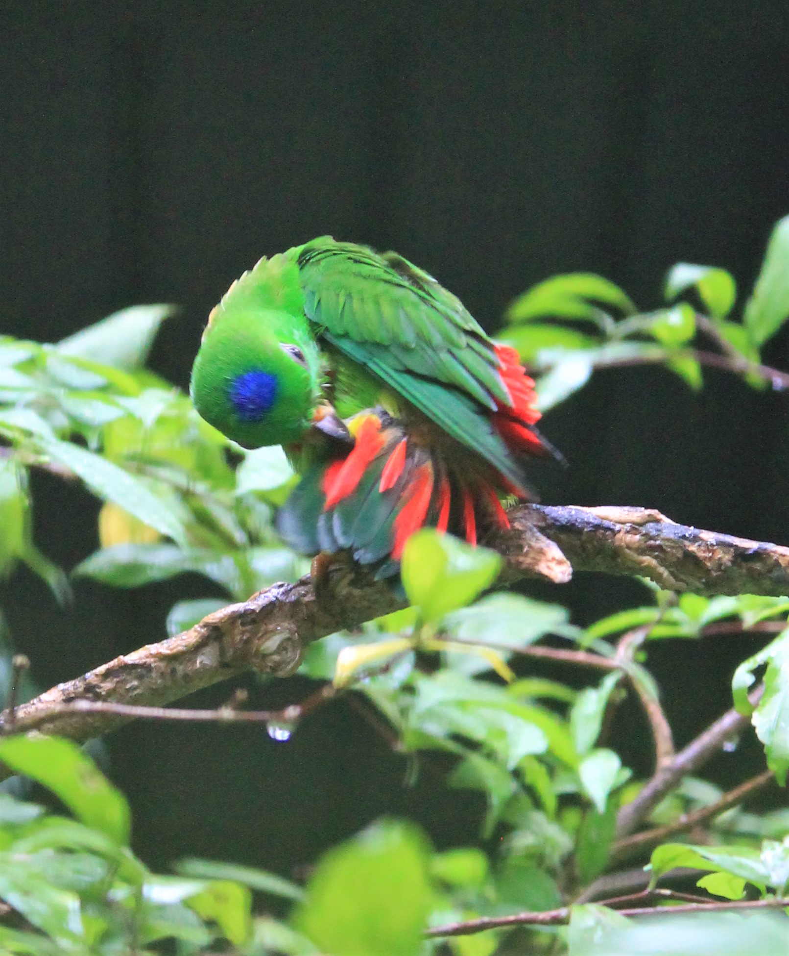 Blue-crowned Hanging Parrot (Loriculus galgulus)