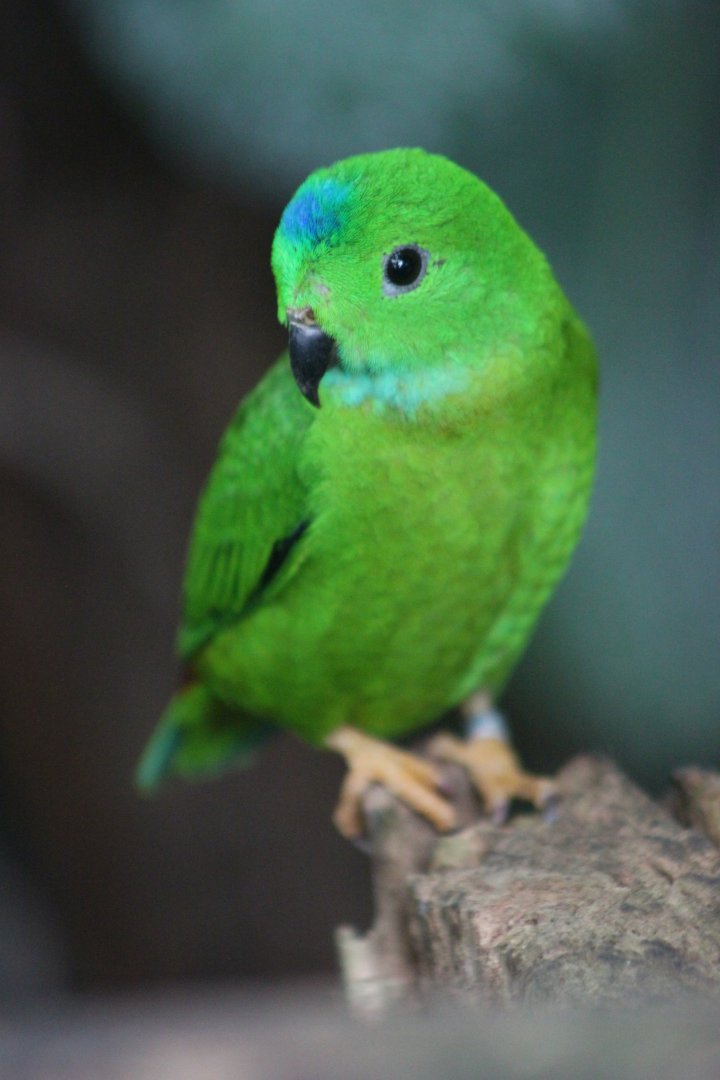Blue-crowned hanging parrot (Loriculus galgulus)