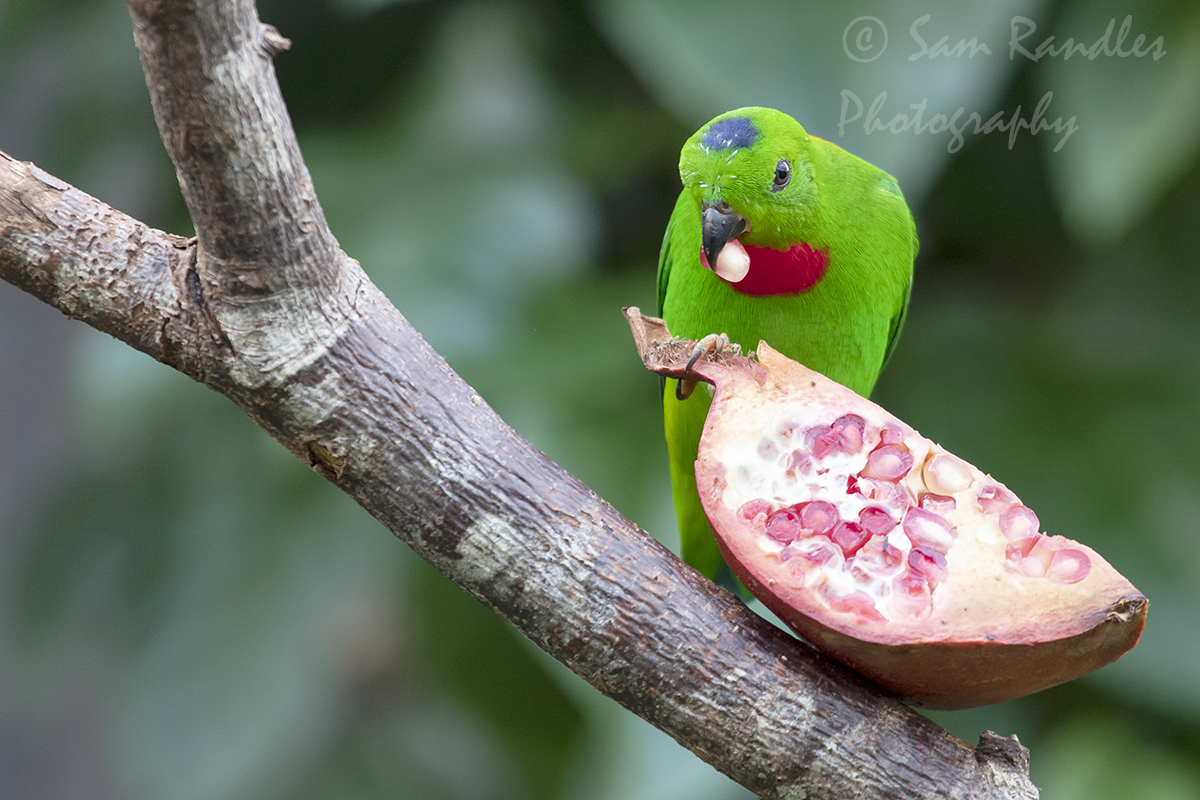 Blue-crowned hanging parrot (Loriculus galgulus)