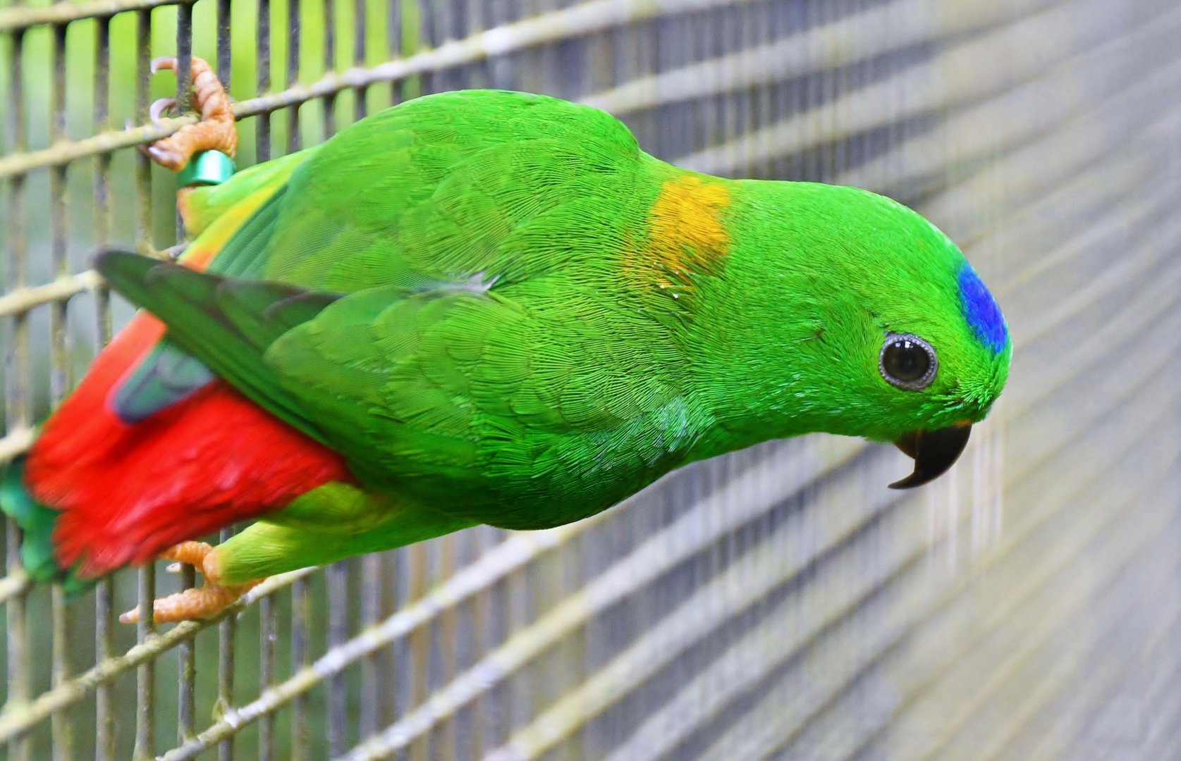 Blue-crowned Hanging Parrot (Loriculus galgulus)