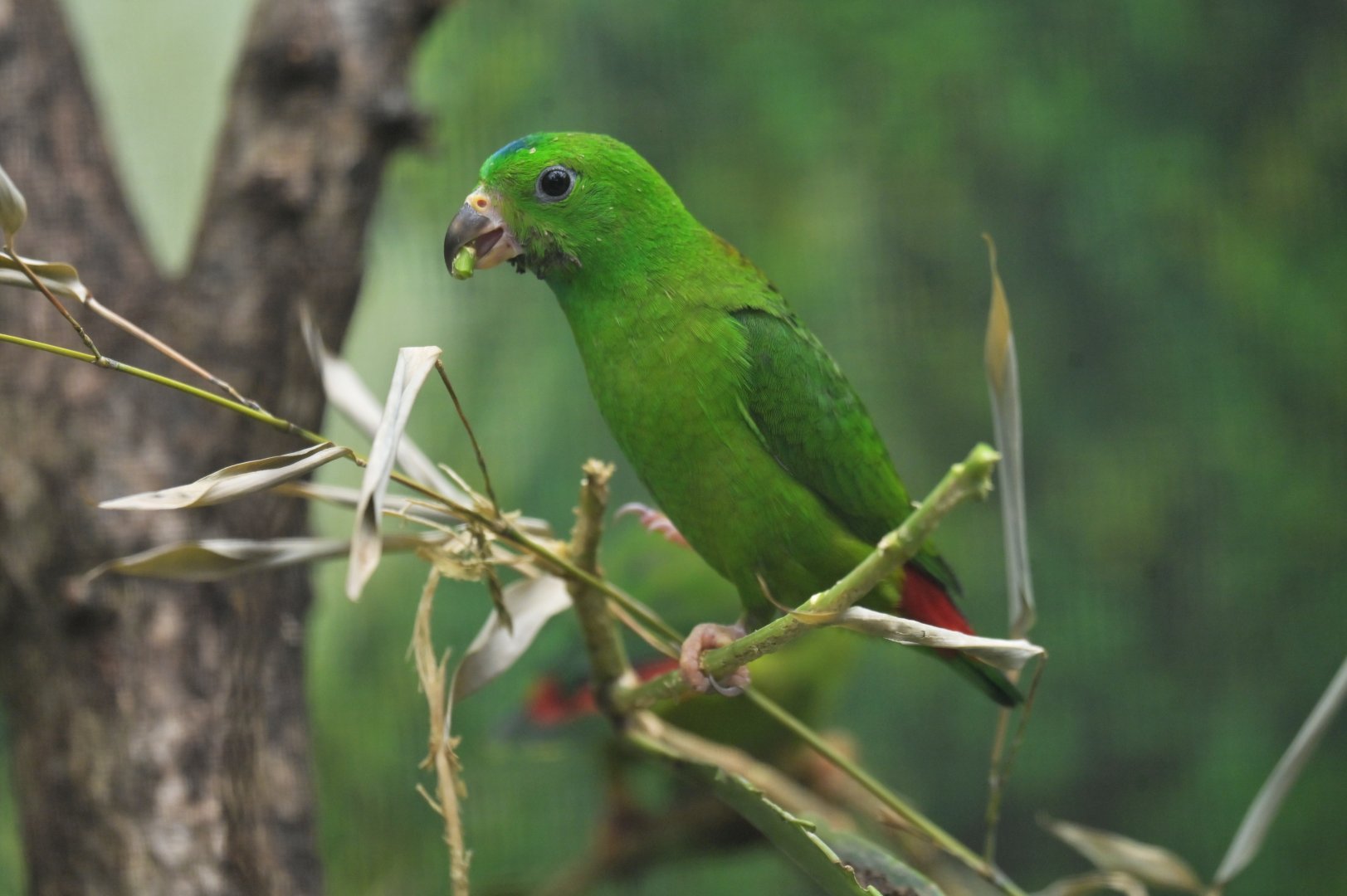 Blue-crowned Hanging-Parrot Loriculus galgulus