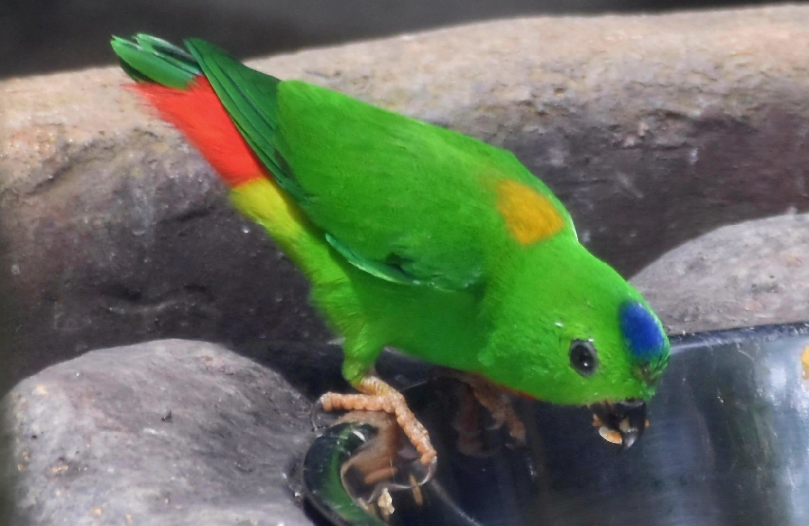 Blue-crowned Hanging Parrot (Loriculus galgulus)
