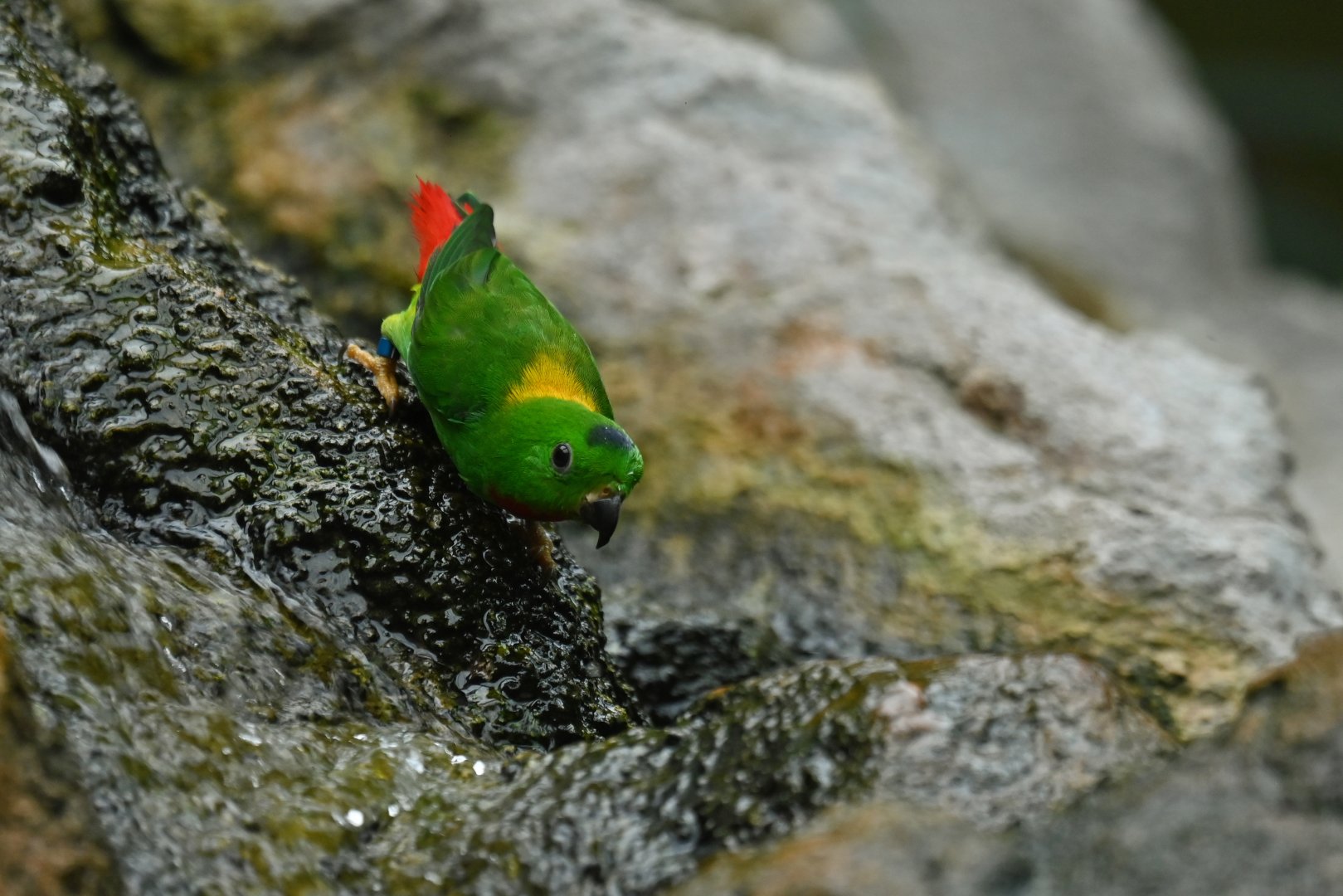 Blue-crowned Hanging-Parrot Loriculus galgulus