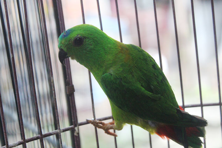 Blue-crowned hanging parrot (Loriculus galgulus)