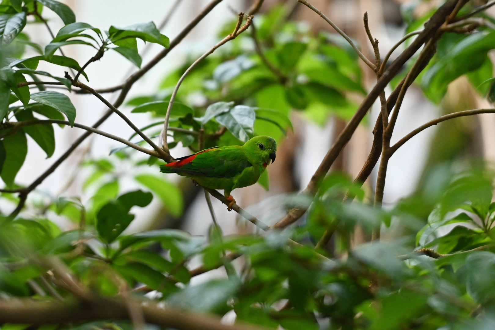 Blue-crowned hanging parrot Loriculus galgulus