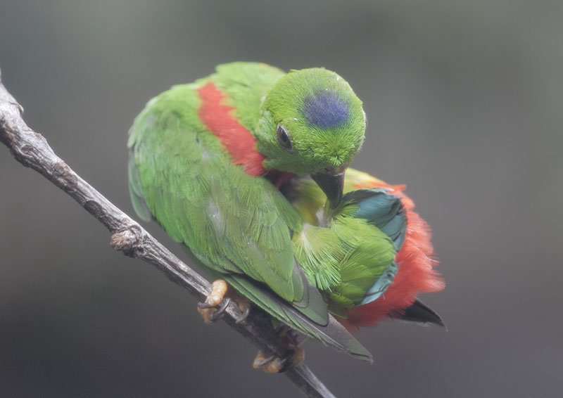 Blue-crowned hanging parrot preening