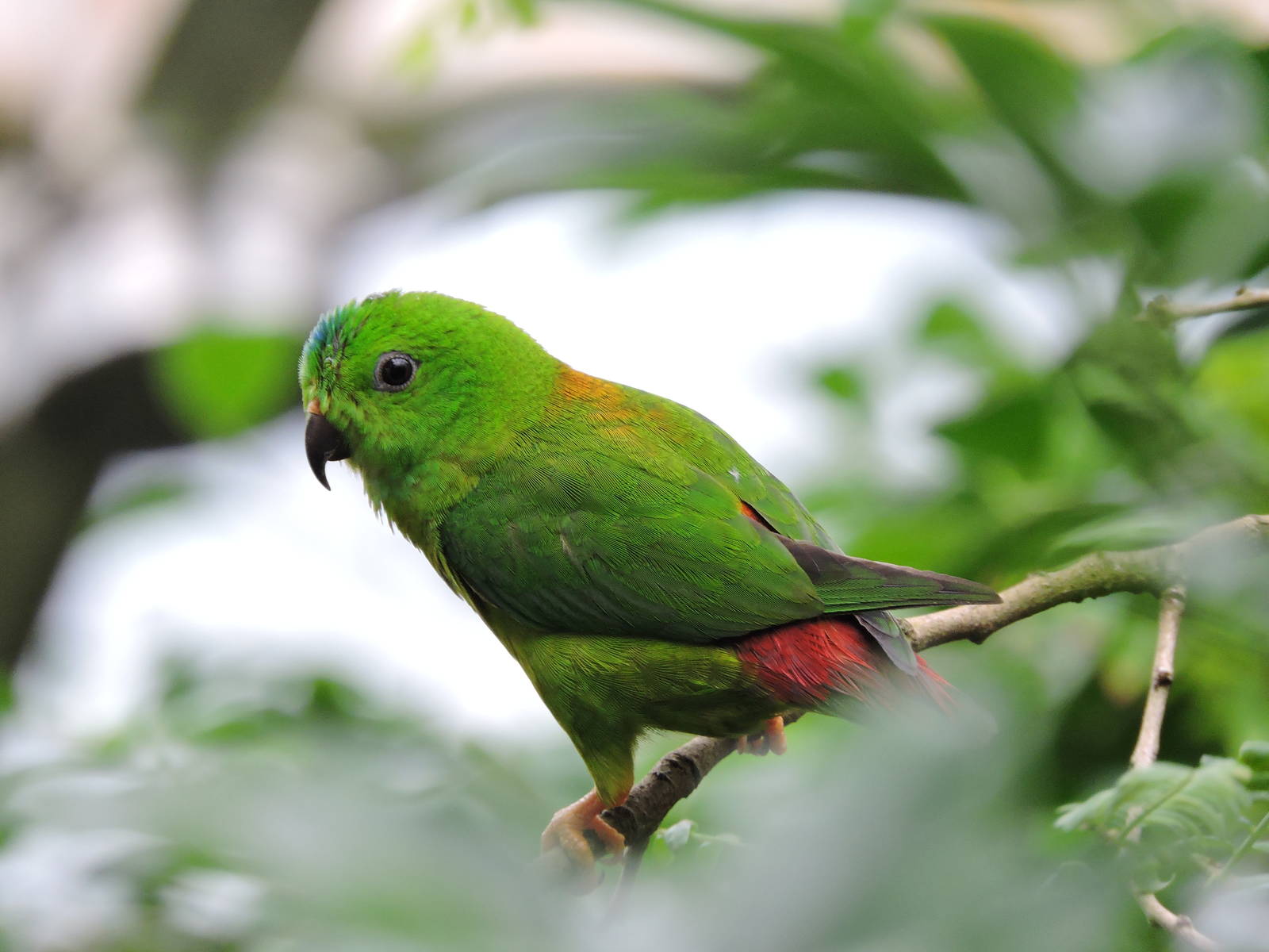 Blue-crowned Hanging-Parrot - Regendwaldhaus
