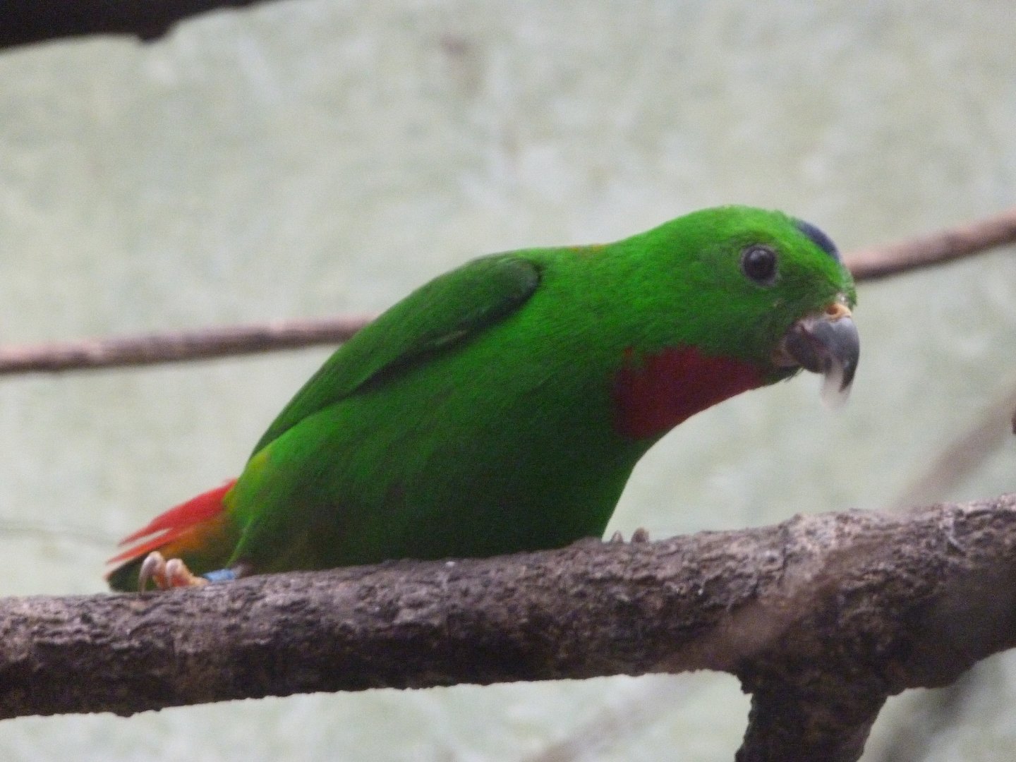 Blue-crowned hanging parrot -ZooParc de Beauval (2025)