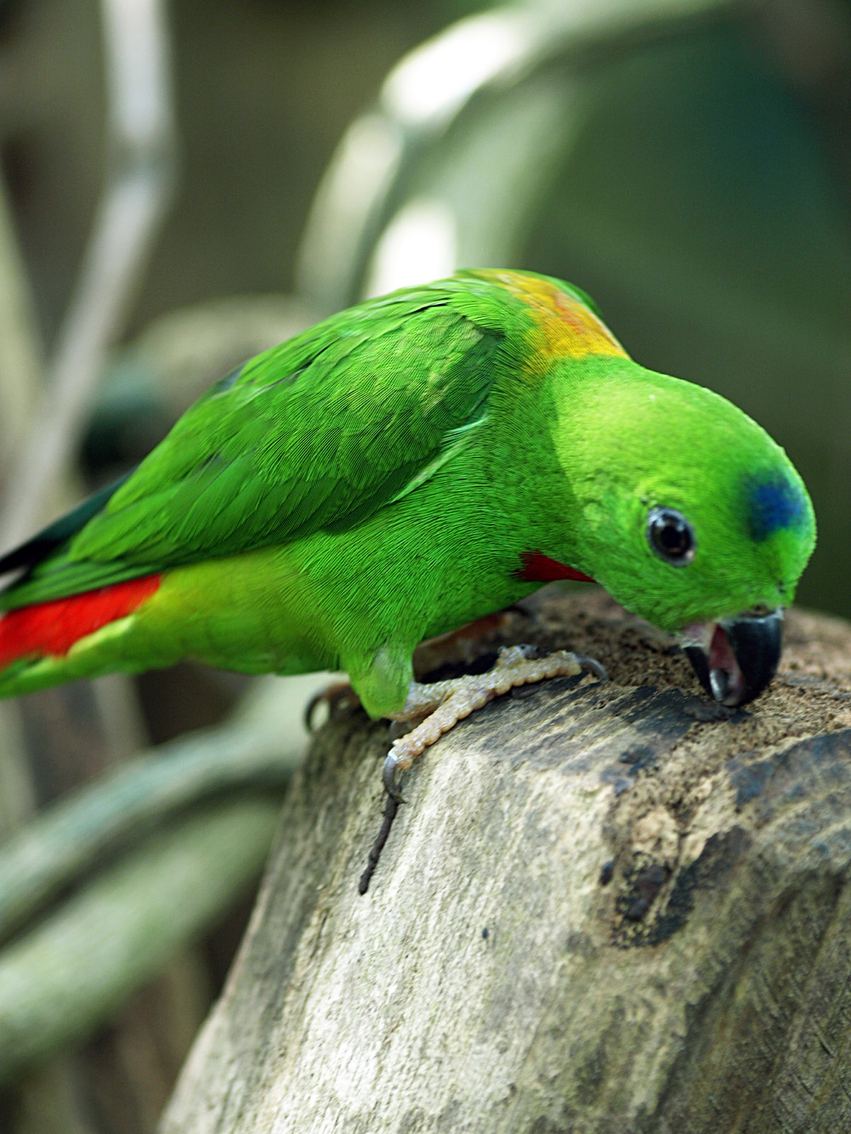 Blue-crowned Hanging parrot