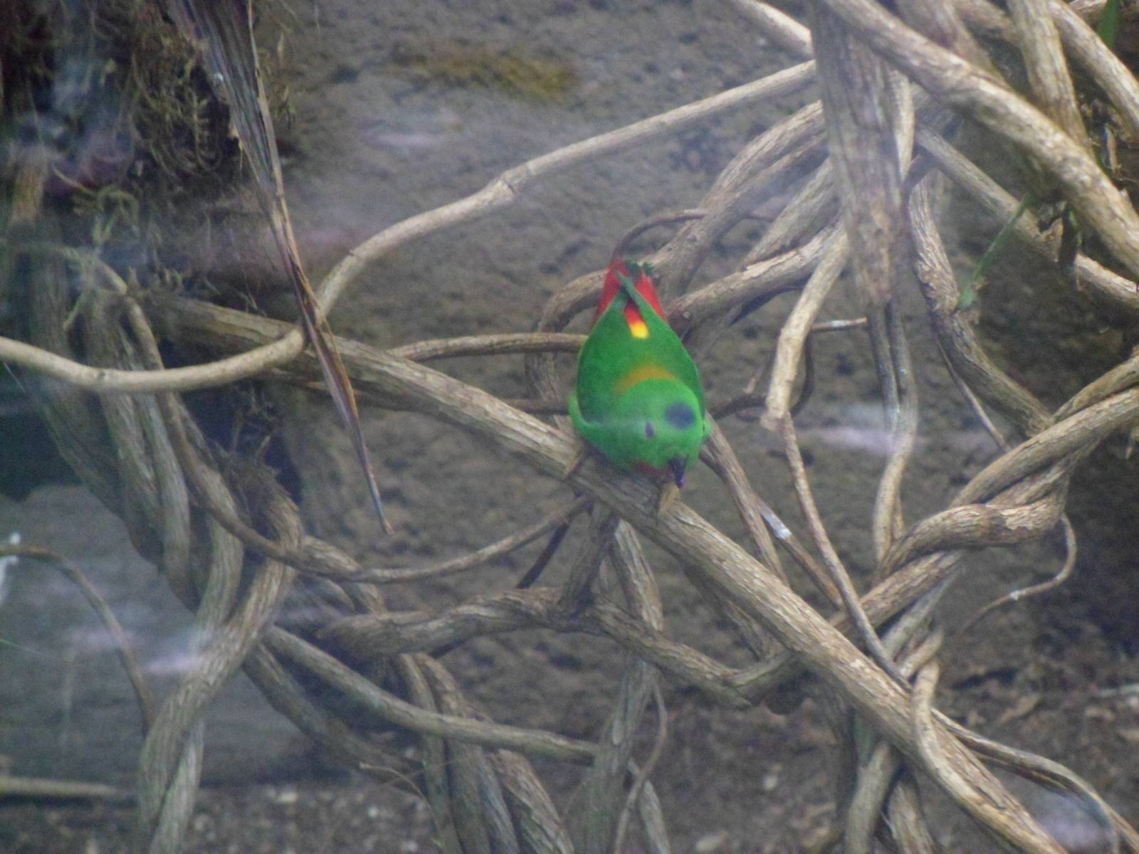 Blue-crowned Hanging Parrot