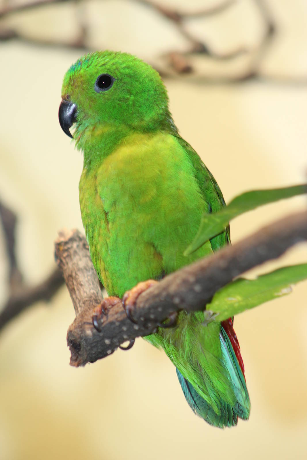 Blue-crowned hanging parrot