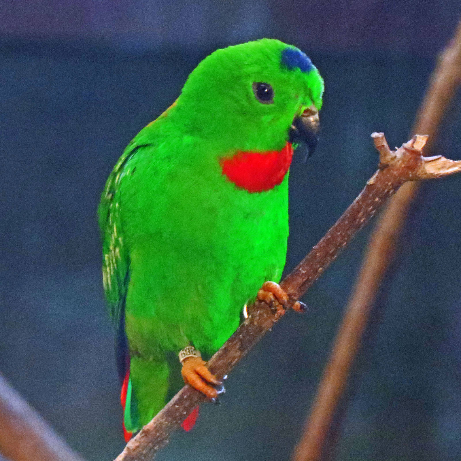 Blue Crowned Hanging Parrot