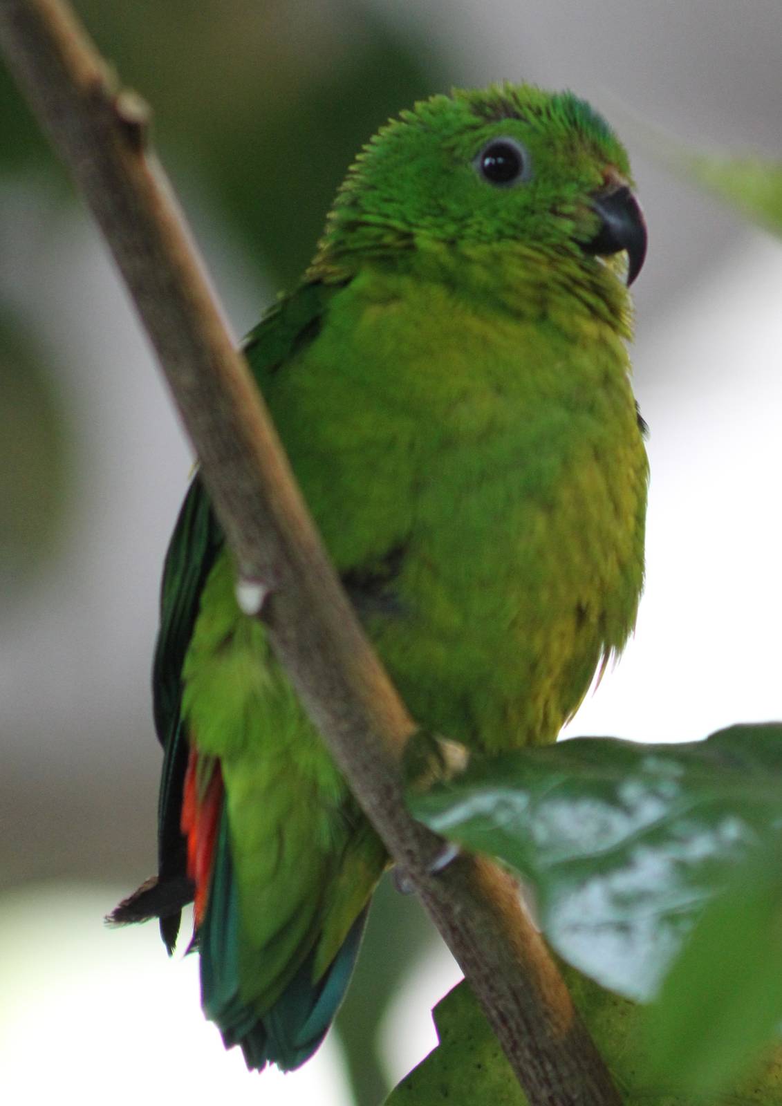 Blue-crowned hanging parrot