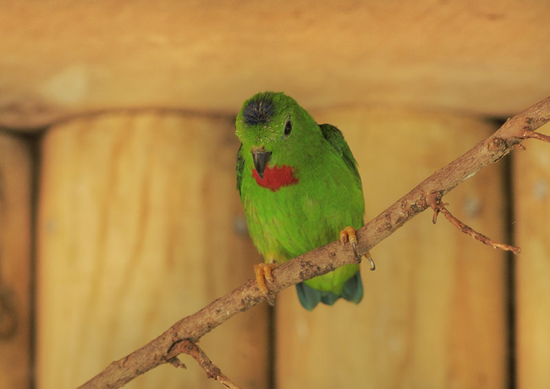 Blue-crowned hanging parrot