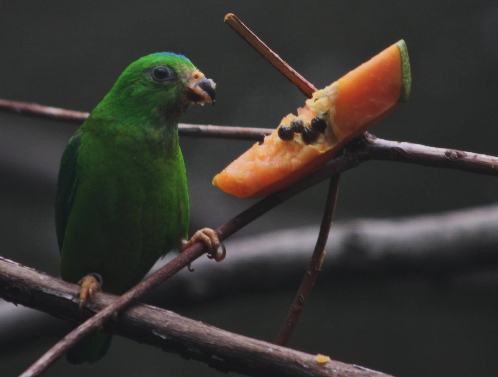 Blue-crowned Hanging Parrot