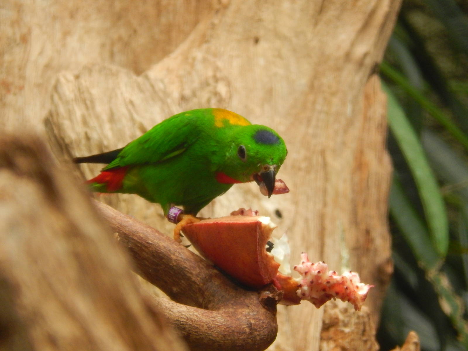 Blue-crowned Hanging Parrot