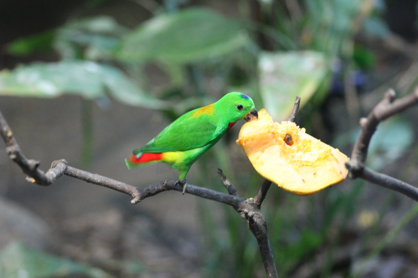 Blue-Crowned Hanging-Parrot