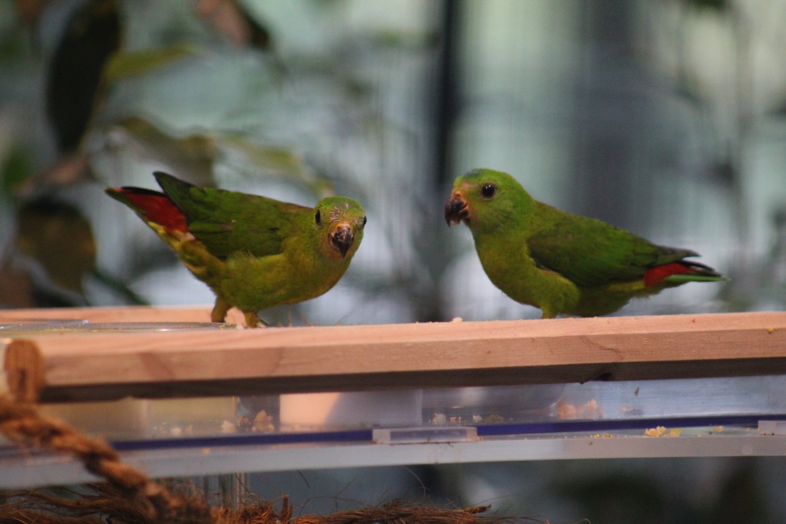 Blue-Crowned Hanging-Parrot