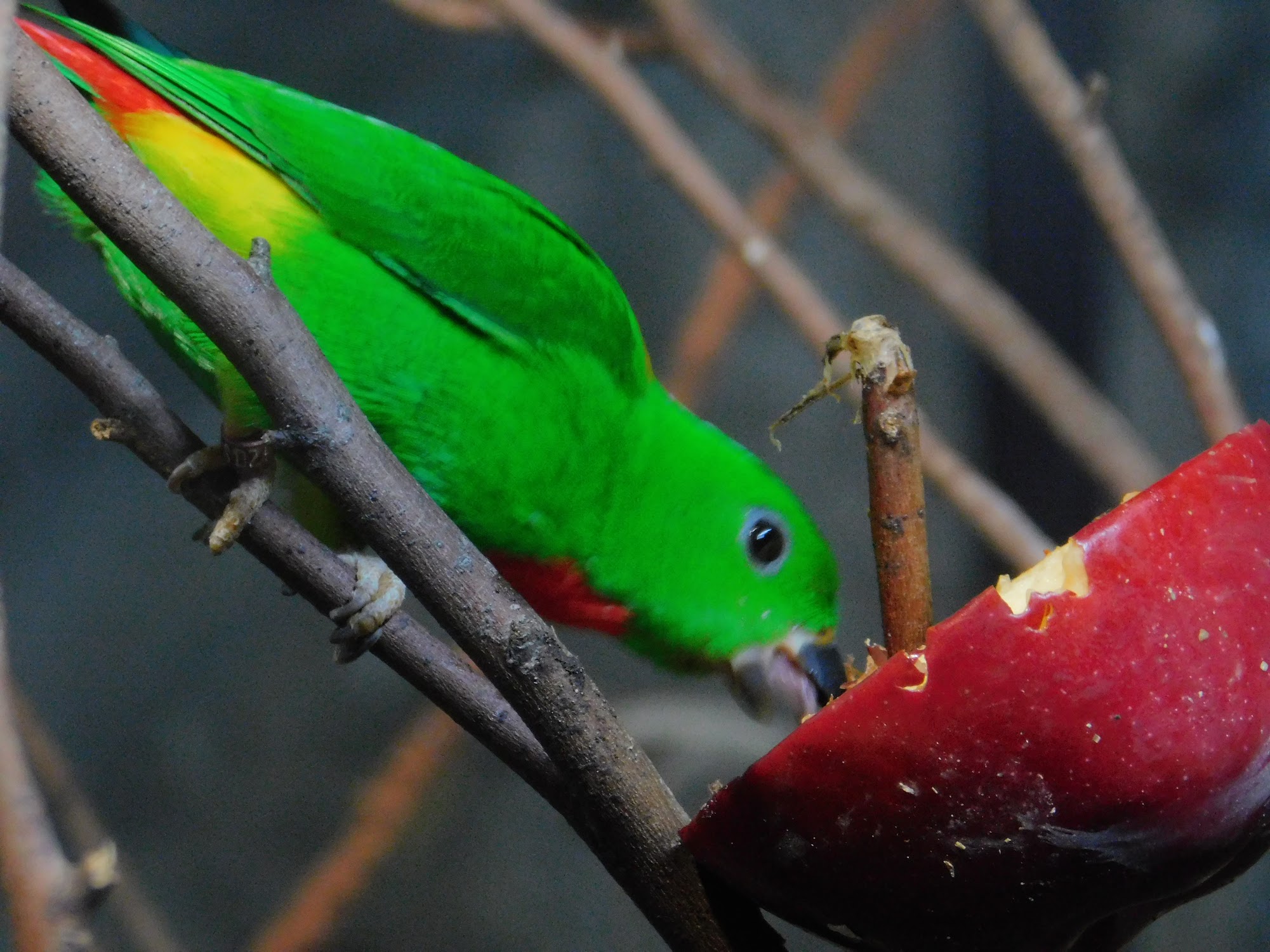 Blue Crowned Hanging Parrot