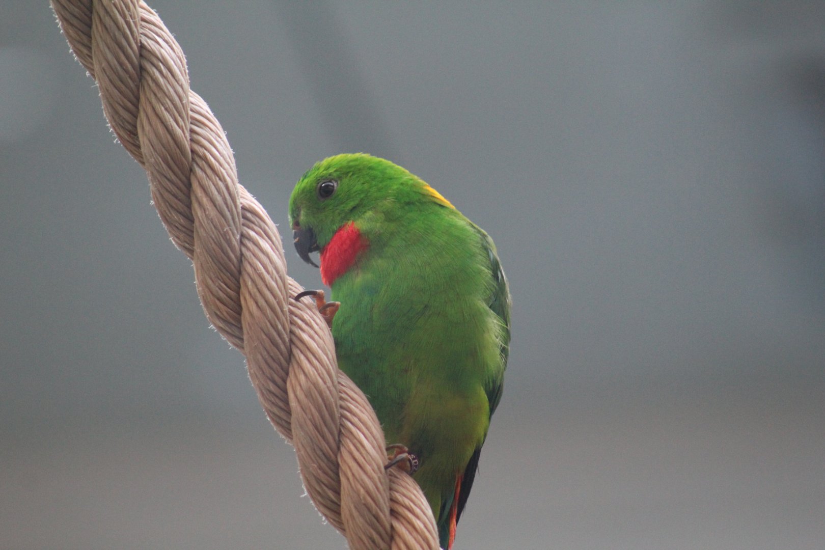 Blue-Crowned Hanging-Parrot