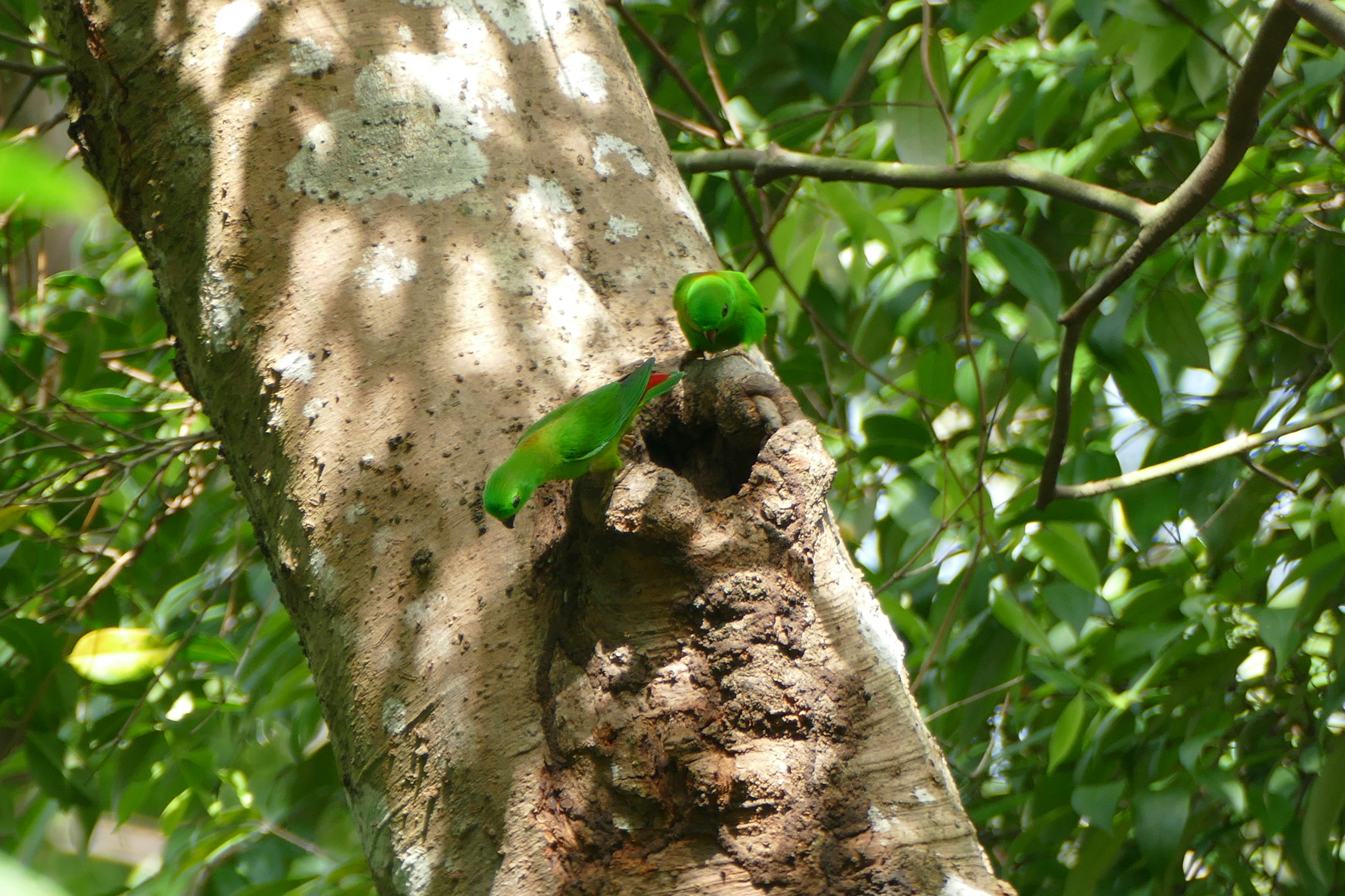 Blue-crowned Hanging-parrot